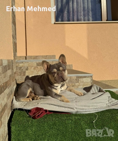 Френски булдог 