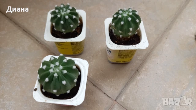 Ехинопсис denudatum, снимка 2 - Стайни растения - 50143956