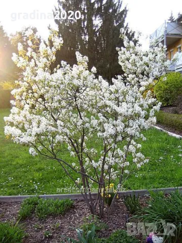 Амеланхиер -Amelanchier, снимка 2 - Разсади - 47992222