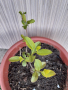 Ароматна увивна лиана - "ароматен нокът" в саксия, снимка 1 - Градински цветя и растения - 36341755