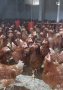 продавам ярки ломан Браун , снимка 1 - Кокошки и пуйки - 44457352