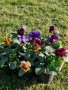Едроцветна къдрава виола-Рококо, снимка 1 - Градински цветя и растения - 44445470
