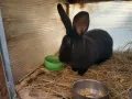продавам зайци - различни породи и възрасти, снимка 4