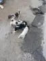 джак ръсел..... , снимка 3