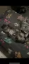 Maine coon чистокръвни, снимка 9