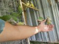 Ръчно хранени папагали монах  2024г , снимка 11