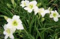 Цветя Хемерокалис – разсад за пролетно засаждане, снимка 5