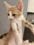 Подаряваме 2 женски котенца, снимка 1