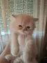 Мъжко персийско котенце , снимка 2