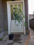 Каскадна декоративна мини бреза, снимка 1 - Градински цветя и растения - 41675645