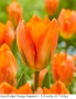 Лале (Tulipa 'Orange Emperor') – луковици, снимка 1