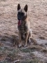 Малиноа белгийска овчарка , снимка 6
