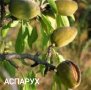 Бадеми сортове Аспарух, Ферадуел, Тексас, Нонпарел и Ференя, снимка 6