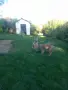 Чехословашки вълчак1, снимка 4