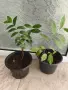Quisqualis indica или китайски орлови нокти, снимка 5