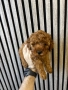 Мини Пудел Момчета / Mini Poodle Boys, снимка 5