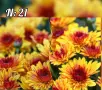 Само 2.80€ за брой кълбовидна хризантема до изчерпване на количествата , снимка 16