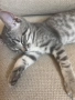 шотландско правоухо коте котка, снимка 5