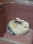 декоративно зайче, снимка 1