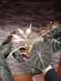 Цъфнала Alocasia Black Velvet , снимка 1 - Стайни растения - 44200114