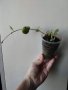 Хоя, hoya endauensis, снимка 1 - Стайни растения - 44339985