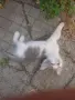 Подарявам котенца , снимка 6