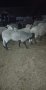 Овце,агнета за клане, снимка 1 - Овце - 44363785