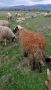 Мъжко шиле аваси, снимка 1 - Овце - 44634184