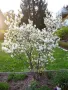 Амеланхиер -Amelanchier, снимка 2