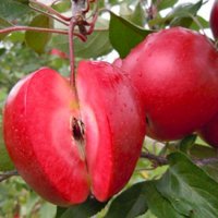 Ябълка сорт Red Love , снимка 1 - Градински цветя и растения - 40871810