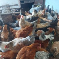 продавам ярки пилета яйца петли пуйки патици , снимка 7 - Кокошки и пуйки - 44303999