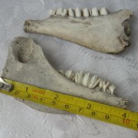 2 бр  Стара кост, кокал със зъби, челюст от животно, зъб, снимка 2 - Други - 41204154