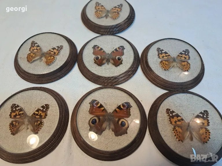 колекция пеперуди    18/1, снимка 1