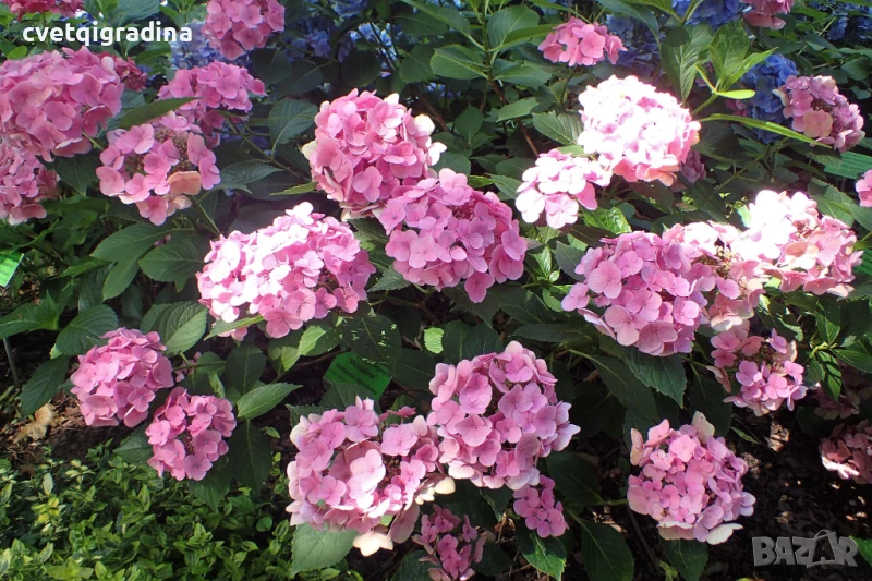 Hydrangea macr. "Miessalina" (Хидрангеа Месалина), снимка 1