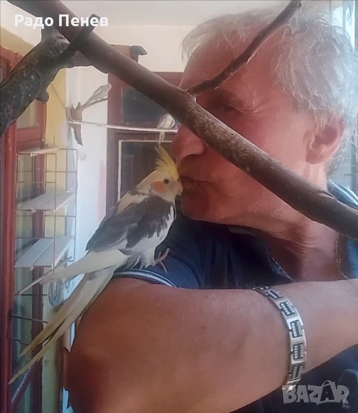 Папагалчета - социални и гальовни корели, отглеждани свободно, снимка 1