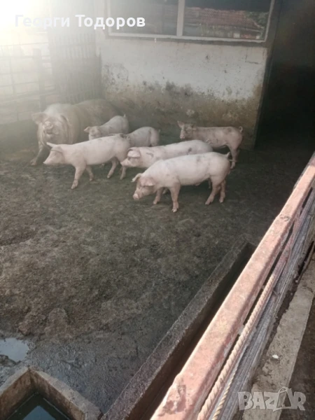 Малки прасенца, снимка 1