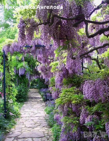 ВИСТЕРИЯ  СИНЯ  /10 лв / бр, снимка 1