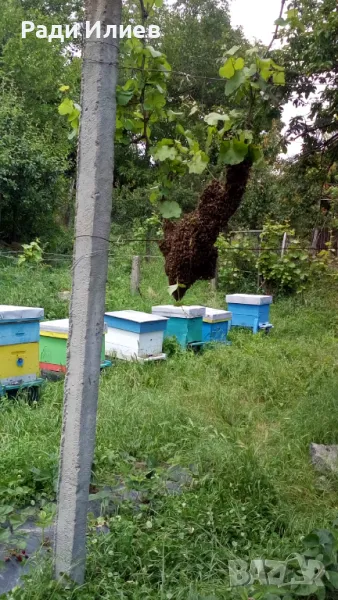Пчелни кошари, снимка 1