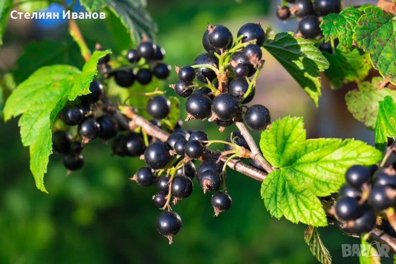 Касис, черно френски грозде (Ribes nigrum 'Titania'), снимка 1