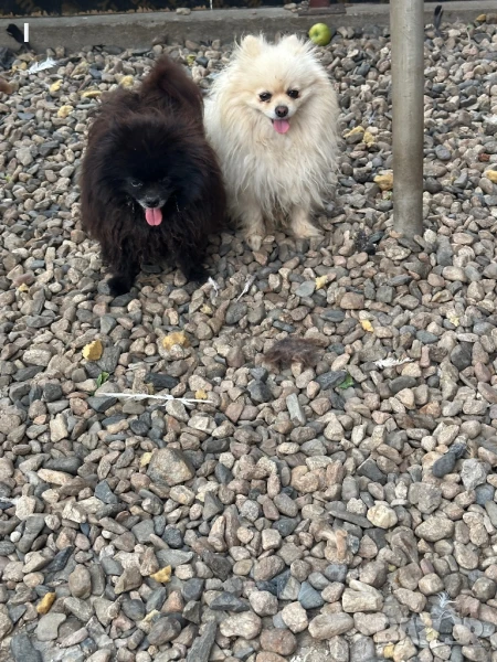 Померани, снимка 1