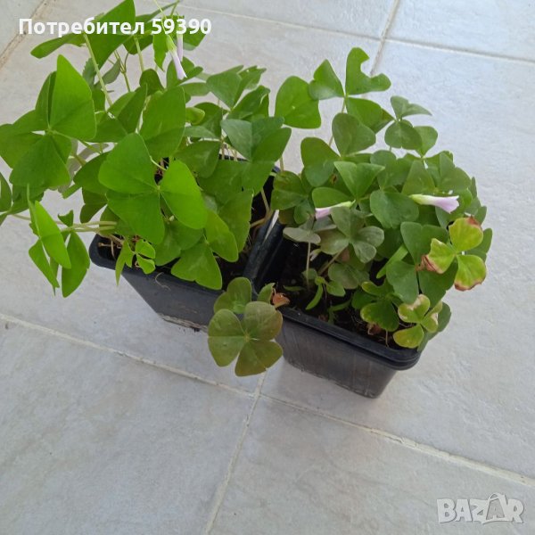 Растения детелина , снимка 1