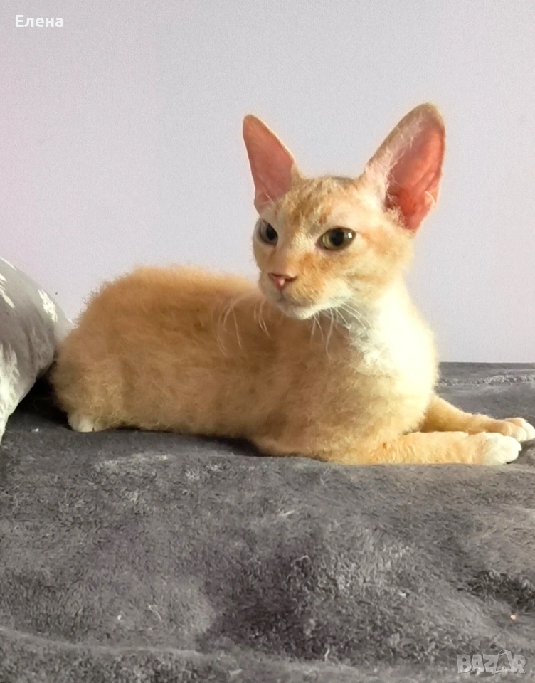 Браш кьдравокос момченце , снимка 1