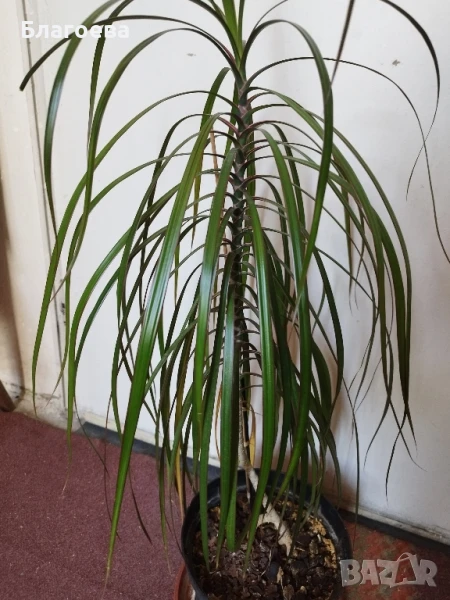 Палма , снимка 1