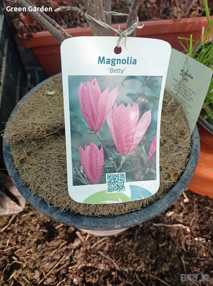 Магнолия Betty, снимка 1