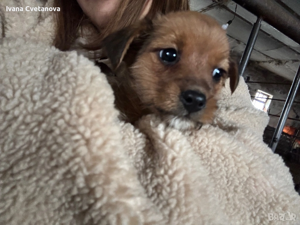 Продавам малки кученца , снимка 1