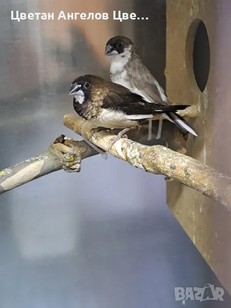 продавам японски амадини , снимка 1