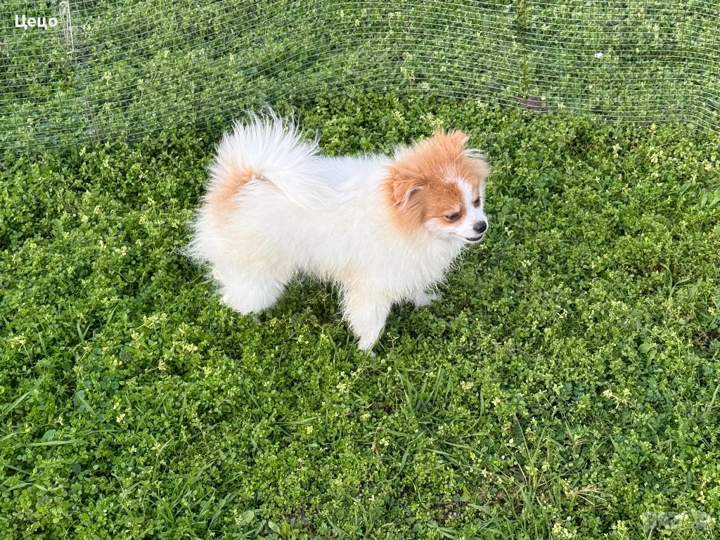 Померан момче , снимка 1