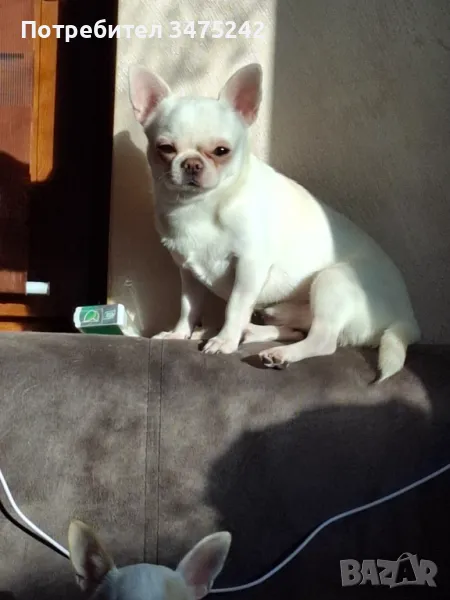 Търси си дама!, снимка 1