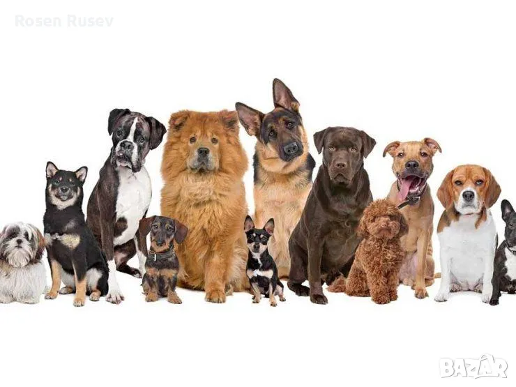 Хотел за домашни любимци.Пловдив, снимка 1