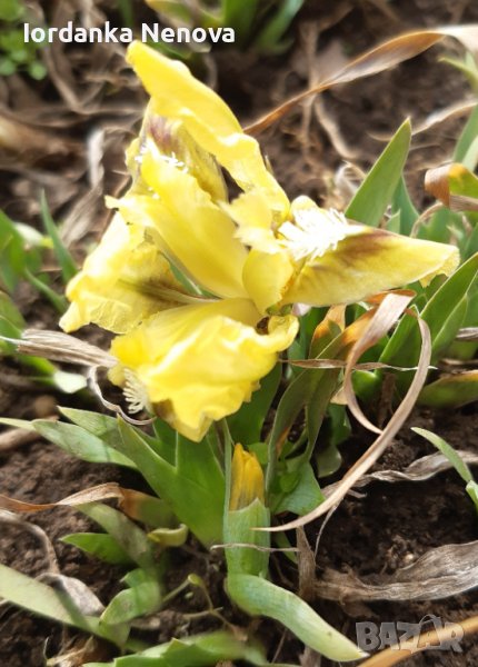 Ирис нисък , снимка 1
